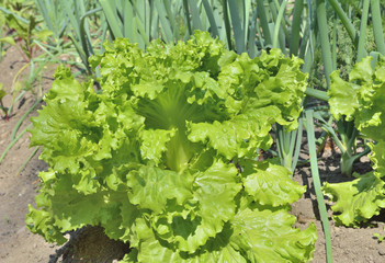 Poster - Lettuce and spring onions 6