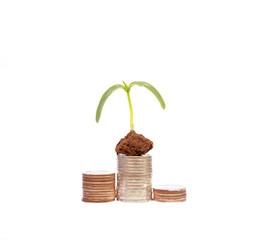 coins on white background with young plant ,Money growth concept