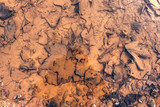 Foliage in a puddle