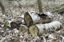 Birch Logs In Forest