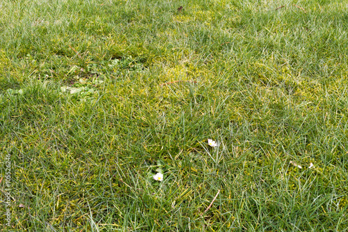 Gänseblumen Im Rasen