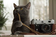 Cat photographer or fine-tuning/background with a cat that sets up an old camera