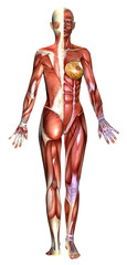 Wall Mural - 3D  female body anatomy