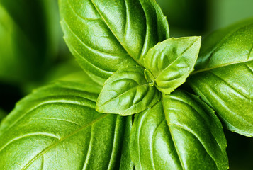 Fresh basil leaves (detail)