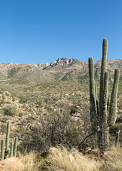 Canvas Print - Tucson's Desert