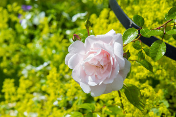 Poster - Beautiful flowers, vi in the garden