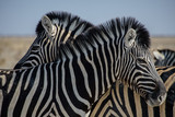 Fototapeta Sawanna - Zebra