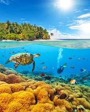 Underwater Coral Reef With Scuba Diver And Turtle