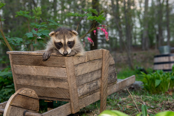 Wall Mural - Baby Raccoon playing in the garden