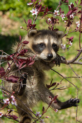 Wall Mural - Baby Raccoon hanging from a tree