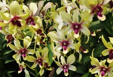 Yellow And Purple Orchid Bloom Dendrobium Changi Airport Hybrid