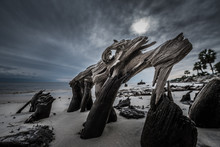Dramatic Clouds Cypress Tree Roots Carabelle Beach Florida
