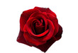 canvas print picture - red rose isolated