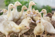 Muscovy Duckling Close-up Free Stock Photo - Public Domain Pictures