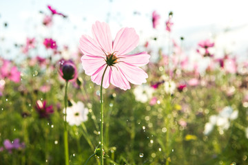 Wall Mural - Beautiful cosmos flower with rain