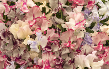 Wall Mural - Harlequin Sweet Pea Flowers