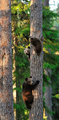 Wall Mural - brown bear cubs on tree. bear cubs climbing on tree. bear cubs in forest. summer.