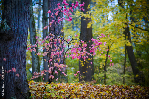 Obraz w ramie romantic alley in a park with colorful trees