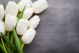 Fototapeta Tulipany - More white tulip on the grey background.