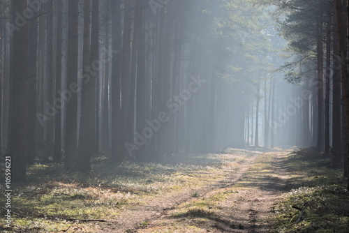Fotoboard na płycie Las o poranku.