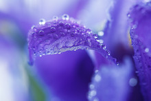 Purple Iris Petals With Water Droplets
