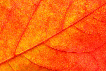 Wall Mural - Maple leaf close up background