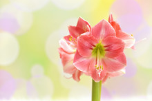 Pink Amaryllis On A Colorful Spring Background