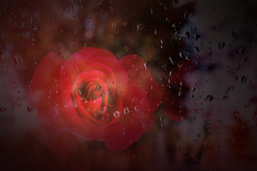 Wall Mural - Abstract romantic red rose with rain drop on glass mirror and co