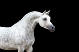 Fototapeta Konie - White horse isolated on black background
