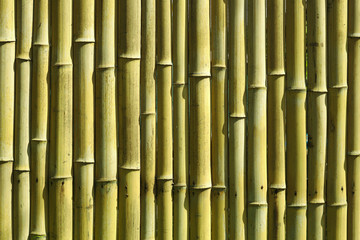 Bamboo background