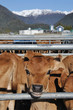jersey calves on a dairy farm, West Coast, New Zealand
