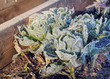 Frozen Cabbages Vegetable Garden Winter. Raised Beds Cold Sunlight