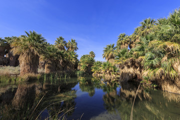 Wall Mural - The palm trees at Coachella Valley Preserve