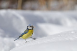 Fototapeta Zwierzęta - Blue Tit with a seed at snowdrift