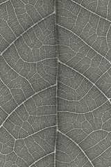 Wall Mural - leaf texture for pattern