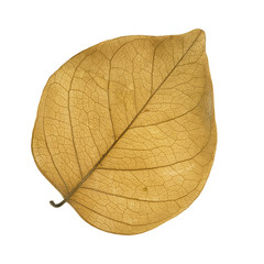 Wall Mural - single dry brown leaf isolated on white