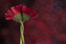 Two Entwined Gerbera Daisy Flowers On Abstract Red Background