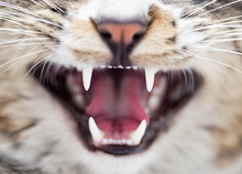 Teeth Evil Cat As The Backdrop. Macro