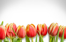 Bouquet / Row Of Red Tulips Isolated On White Background. Romantic Spring Tulip Flowers Border Frame For Easter / Mother's Day Greeting Cards, Wallpapers, Backgrounds. 