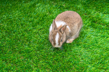 Rabbit on green grass for easter holiday