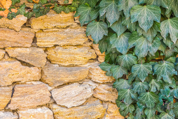 Stone brick wall with fresh ivy vegetation with copy space background.