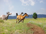 Fototapeta Konie - Two Spanish Mustangs mares chasing a new arrival in their area