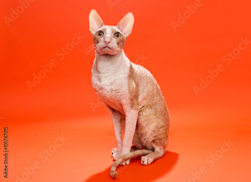 Fotografía Cat Cornish Rex yellow colors