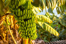 Green Banana Bunch On The Banana Plantation On Canarian Island