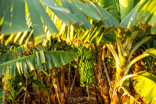 Zdjęcie XXL Kiść zielonych bananów na plantacji bananów na Wyspach Kanaryjskich
