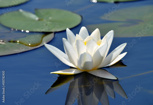 Zdjęcie XXL Piękna lilia wodna