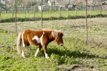 detail of a brown and white pony