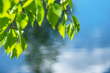 Poster - Birch branch with fresh leaves over water
