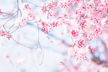 Spring Tree Blossom Against Sunny Sky