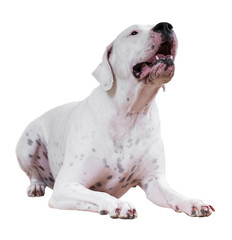 Wall Mural - Dogo Argentino